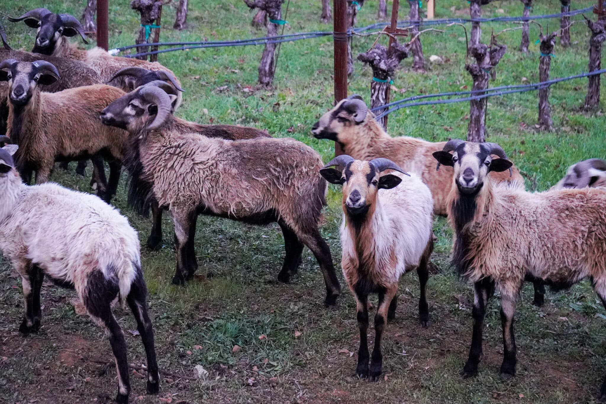 Our Biodynamic® Animals & Our Ecosystem | Neal Family Vineyards