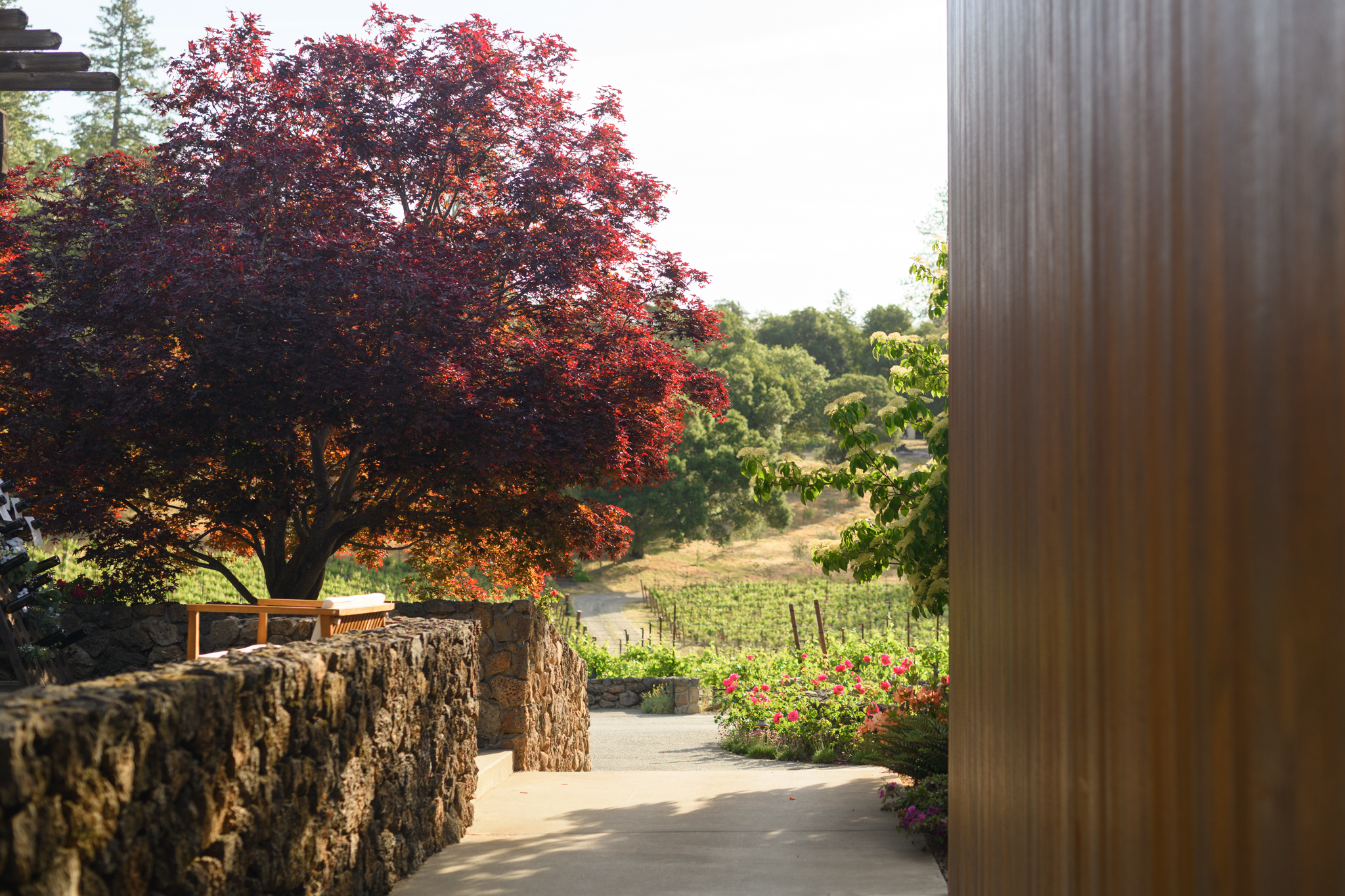 Japanese maple and stone wall at the Neal Family Vineyards estate, vineyard rows beyond
