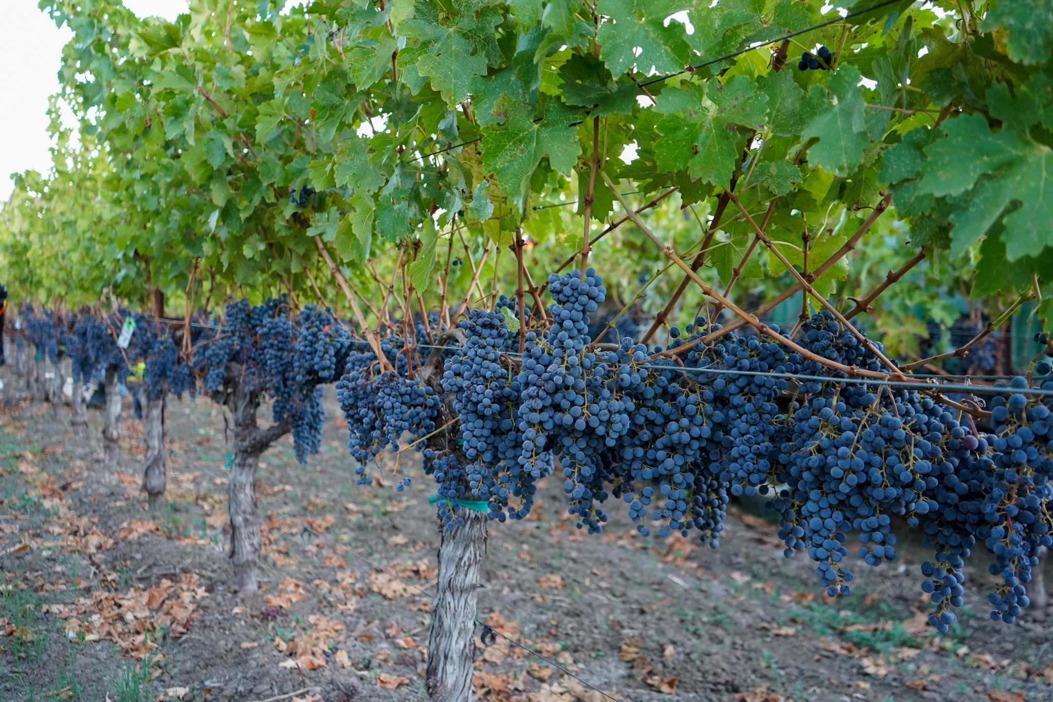 Ripe Cabernet Sauvignon clusters on the vine at harvest, Neal Family Vineyards, Napa Valley