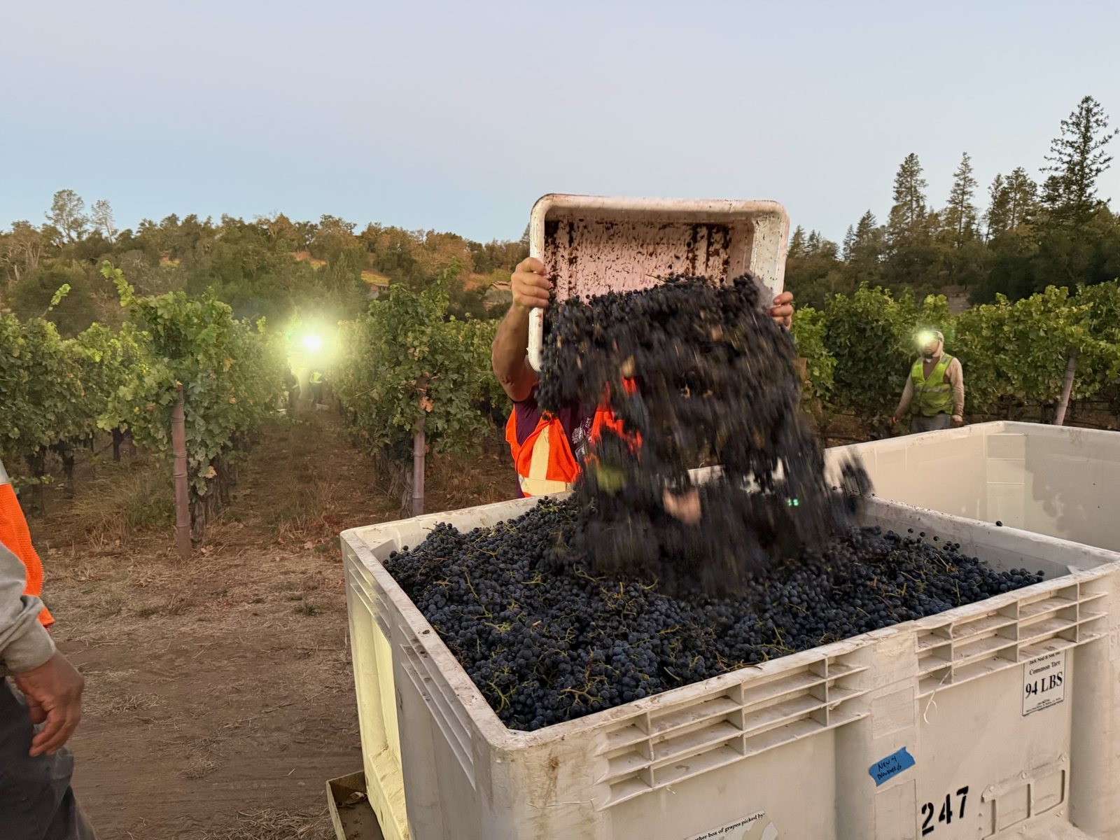 The picking crew loads a full bin of Cabernet Sauvignon at first light during the 2026 harvest at Neal Family Vineyards