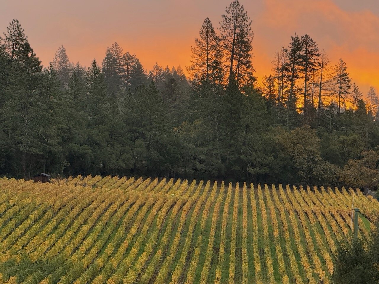Neal Family Vineyards Howell Mountain estate vineyard at sunset in autumn