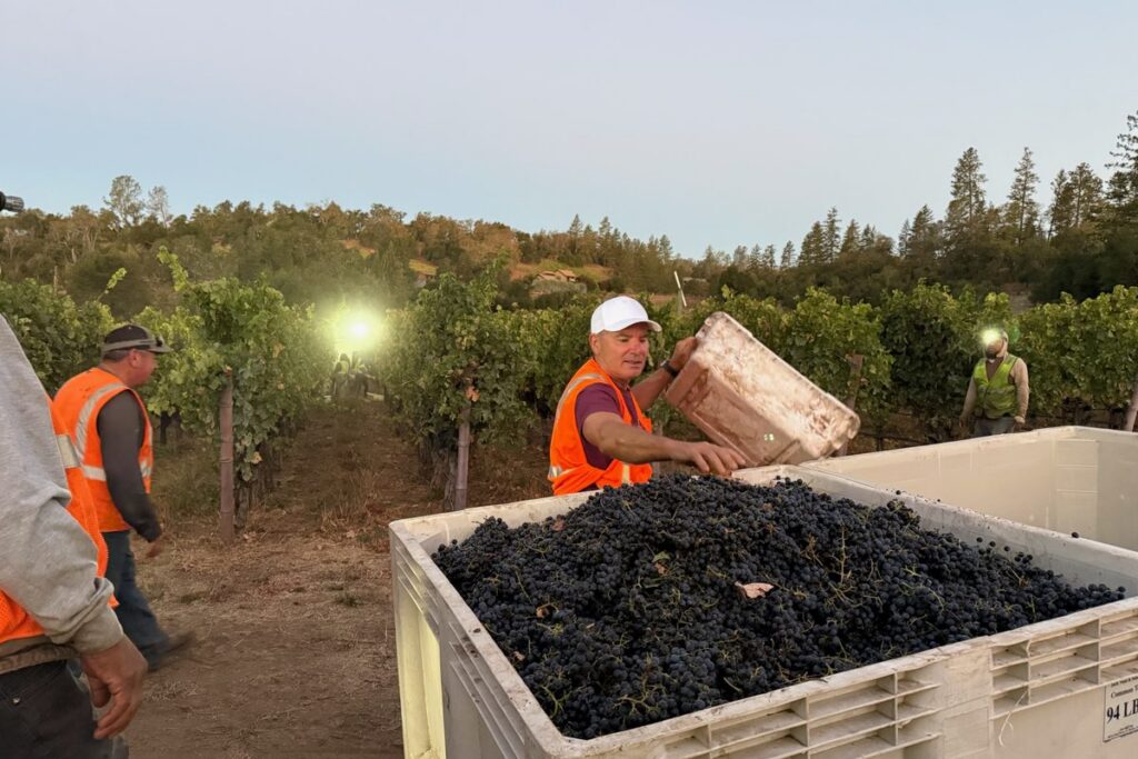 Picking crew emptying a lug of Cabernet Sauvignon into a full bin at first light, Harvest 2026 at Neal Family Vineyards
