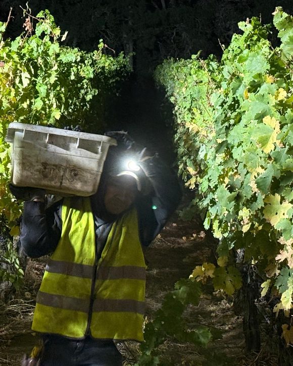A picker carries a lug of grapes through the rows by headlamp during the 2026 night harvest at Neal Family Vineyards