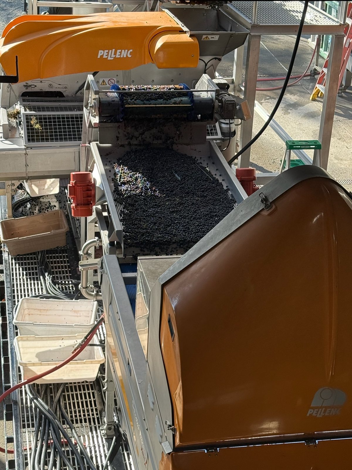 Fresh-picked 2026 fruit moving down the sorting line at Neal Family Vineyards